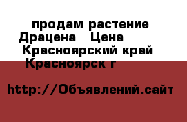 продам растение Драцена › Цена ­ 250 - Красноярский край, Красноярск г.  »    